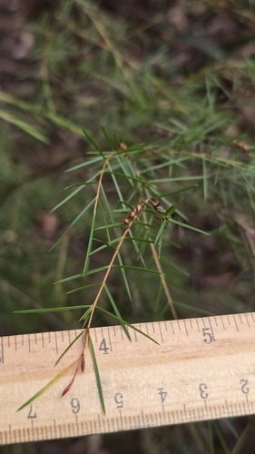 Baeckea linifolia, photograph 3