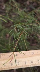 Baeckea linifolia, photograph (c) Petra Holland, some rights reserved (CC BY)