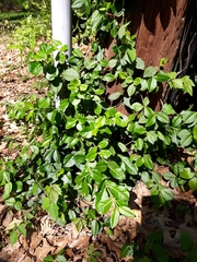 Euonymus fortunei