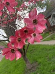 Cornus florida rubra