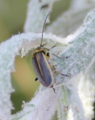 Trirhabda luteocincta