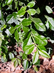 Euonymus fortunei
