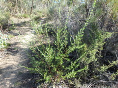 Prostanthera behriana