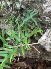 Woodsiaceae