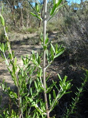 Prostanthera behriana