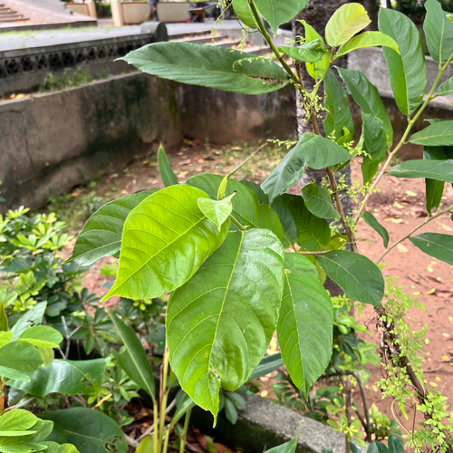 Artocarpus lacucha observed 2026-07-12