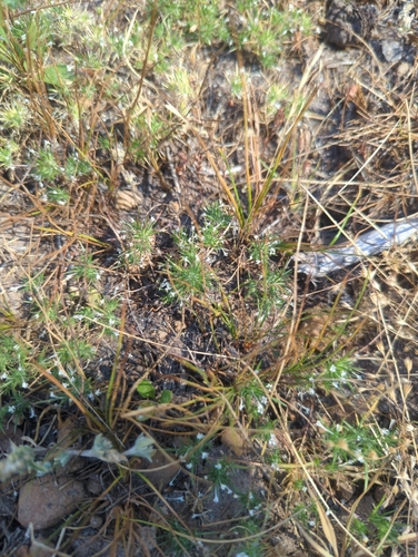 iNaturalist observation photo of needleleaf navarretia