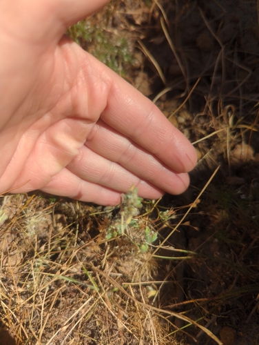 iNaturalist observation photo of Plants