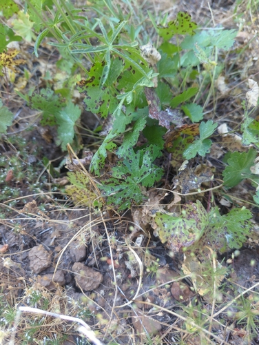 iNaturalist observation photo of Oregon Checker-mallow