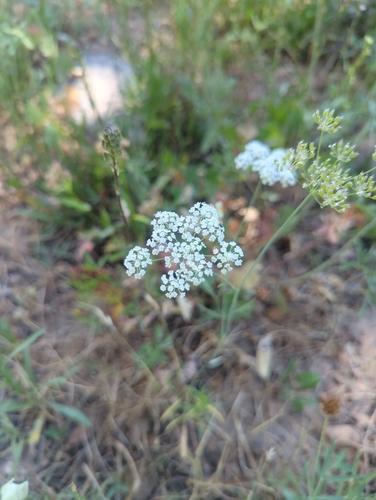 iNaturalist observation photo of yampahs