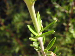 Prostanthera behriana