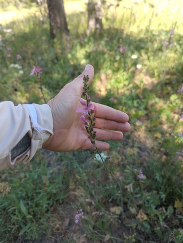 iNaturalist observation photo of Oregon Checker-mallow