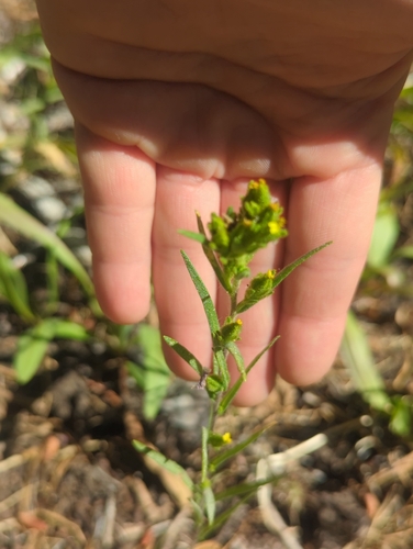 iNaturalist observation photo of mountain tarweed