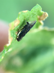 Scaphytopius loricatus