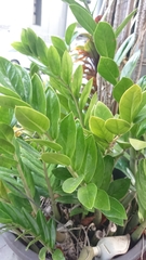 Zamioculcas