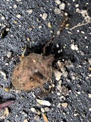 Hymenarcys nervosa