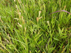 Carex microdonta