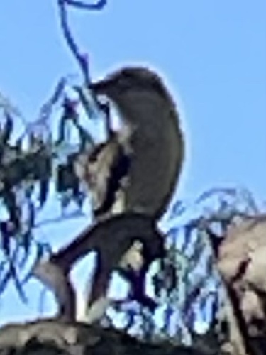 Laughing Kookaburra