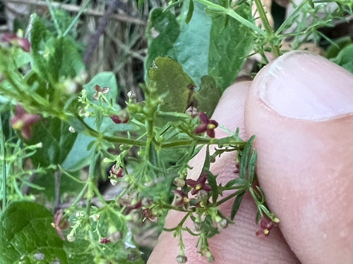 Thliphthisa purpurea, photograph 2