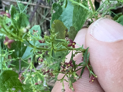 Scott Loarie, CC0, iNaturalist via GBIF Thliphthisa purpurea, photograph Scott Loarie, CC0, iNaturalist via GBIF