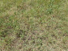 Schedonnardus paniculatus