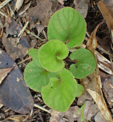 Viola walteri