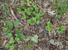 Viola walteri