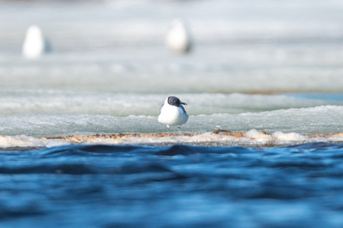 iNaturalist image