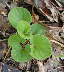 Viola walteri