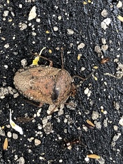 Hymenarcys nervosa