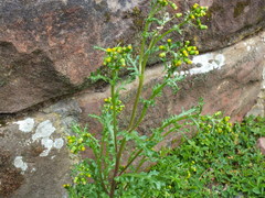 Senecio vulgaris