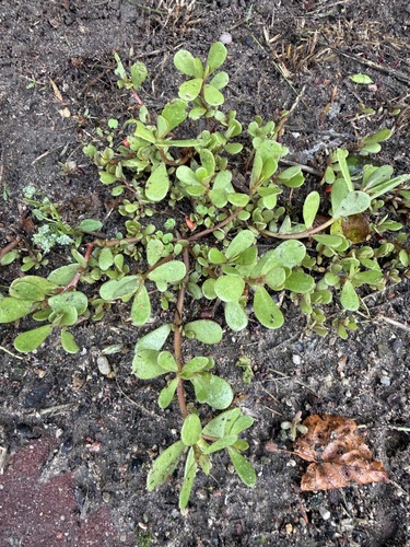 Common Purslane