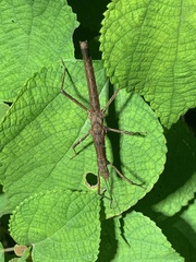 Neohirasea hongkongensis