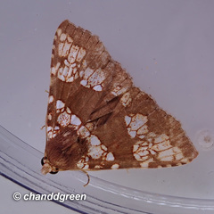 Saroba pustulifera