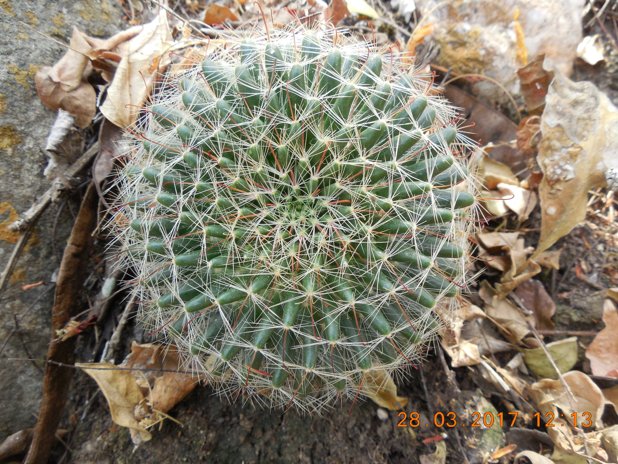 Mammillaria zephyranthoides ssp. heidiae