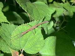 Neohirasea hongkongensis