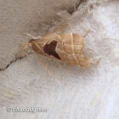 Helcystogramma hibisci