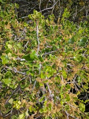 Quercus dumosa