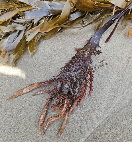 Chondracanthus spinosus observed 2026-07-11