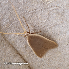 Homaloxestis multidentalis