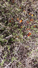 Coprosma cheesemanii