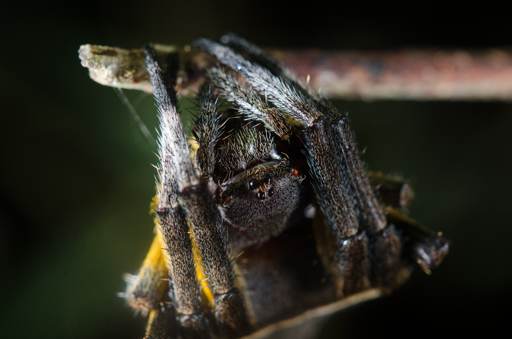 Large Spiky Orb-web Spiders