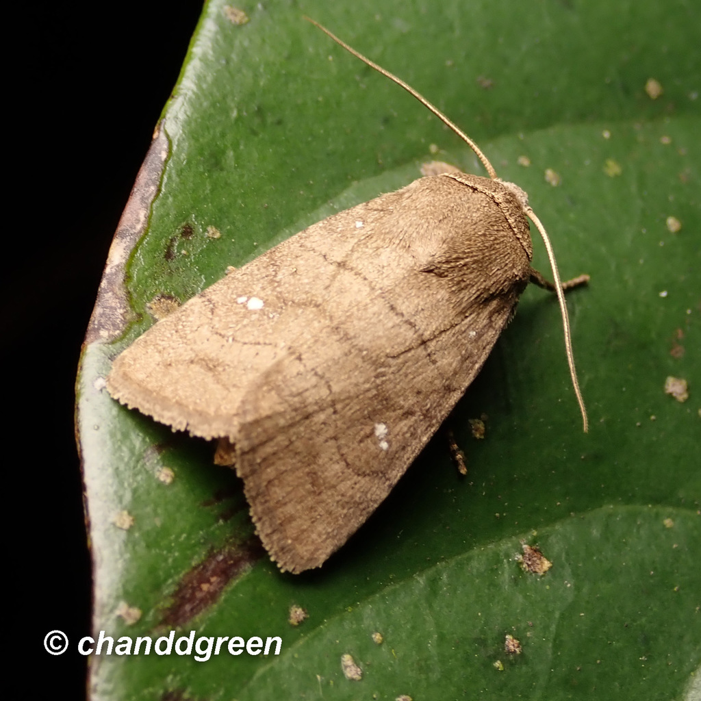 Proxenus lineosa