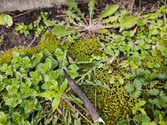 Physcomitrium pyriforme