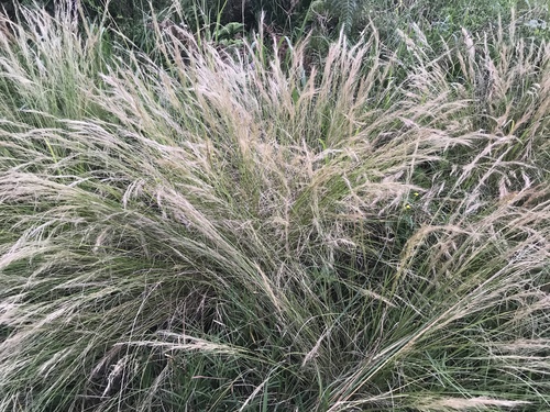 Aristida junciformis, photograph 2