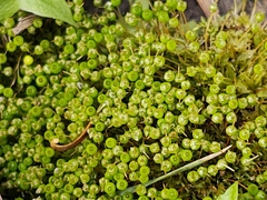 Physcomitrium pyriforme