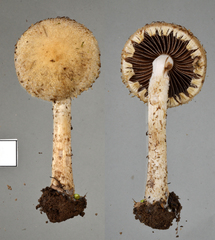 Lacrymaria asperospora