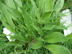 Plantago lanceolata