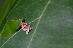 Neocalyptis liratana