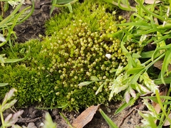 Physcomitrium pyriforme